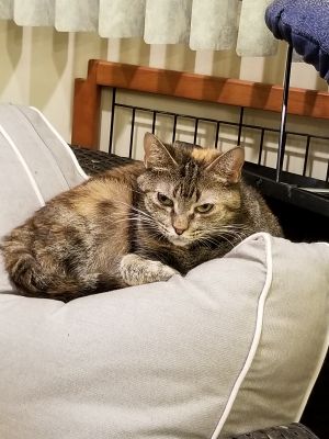 . Yammie Tortie .