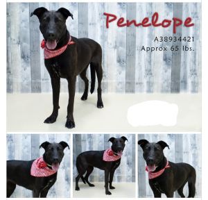 . Penelope .
