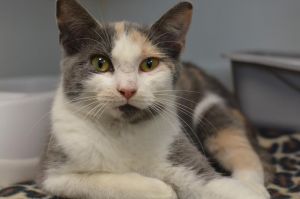 . Gracie is at Petco .