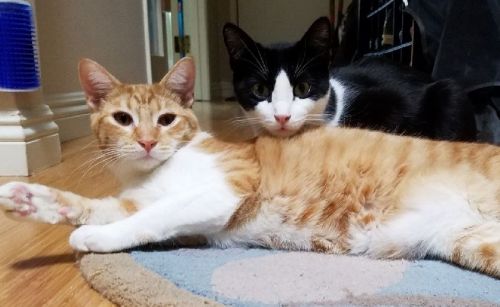 . Cheddar and Batman .
