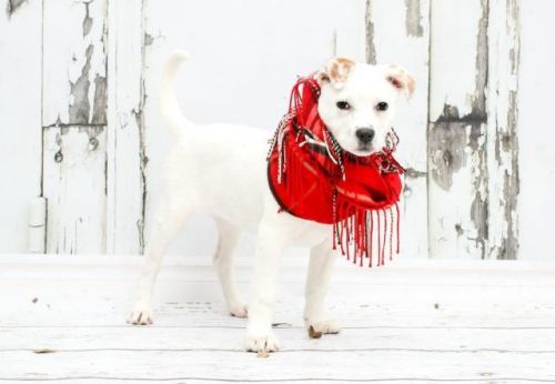 View Our Dogs Spca Of East Texas