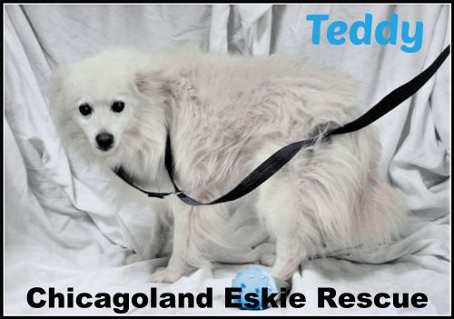 Teddy