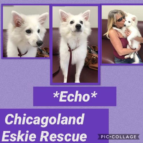 Echo