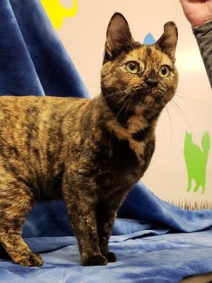 . Penny *adopted* Petsmart .