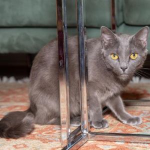 adoptions brooklyn bridge animal welfare coalition