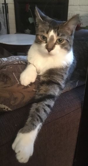 . URGENT : FOSTER or FOREVER HOME NEEDED : Annex & Marbles .
