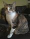 . URGENT : FOSTER or FOREVER HOME NEEDED : Annex & Marbles .