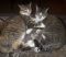 . URGENT : FOSTER or FOREVER HOME NEEDED : Annex & Marbles .