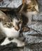 . URGENT : FOSTER or FOREVER HOME NEEDED : Annex & Marbles .