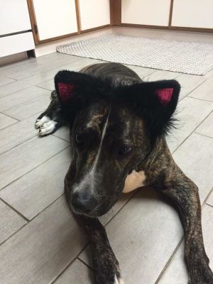 . Bella-ADOPTED! .