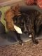 . Bella-ADOPTED! .