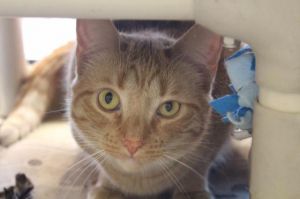 . Ginger .