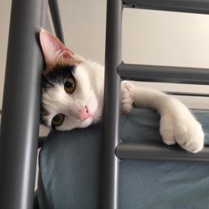 . Purrfect Polly Polydactyl .