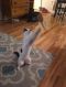 . Purrfect Polly Polydactyl .