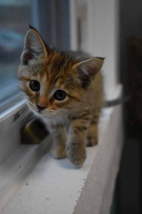 . Anastasia .