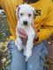 http://photos.petfinder.com/photos/pets/43133137/1/?bust=1540684896&width=60&-pnt.jpg