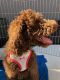 http://photos.petfinder.com/photos/pets/43133322/1/?bust=1540689174&width=60&-pnt.jpg