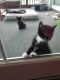 http://photos.petfinder.com/photos/pets/43133394/1/?bust=1540693251&width=60&-pnt.jpg