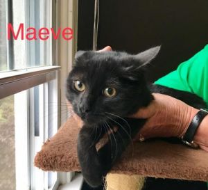 . Maeve .
