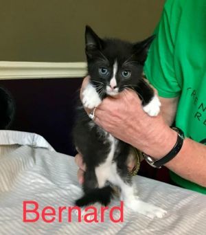 . Bernard .