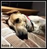 . Bella B .
