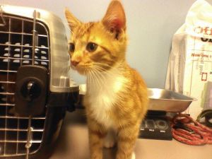 . Andie is at Petsmart *ADO .