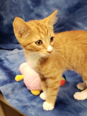 . Olie is at Petsmart *ADOP .