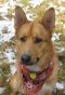 Bruno German Shepherd Rescue of the Rockies - Bruno