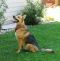 Bruno German Shepherd Rescue of the Rockies - Bruno