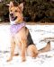 Bruno German Shepherd Rescue of the Rockies - Bruno