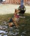 Bruno German Shepherd Rescue of the Rockies - Bruno