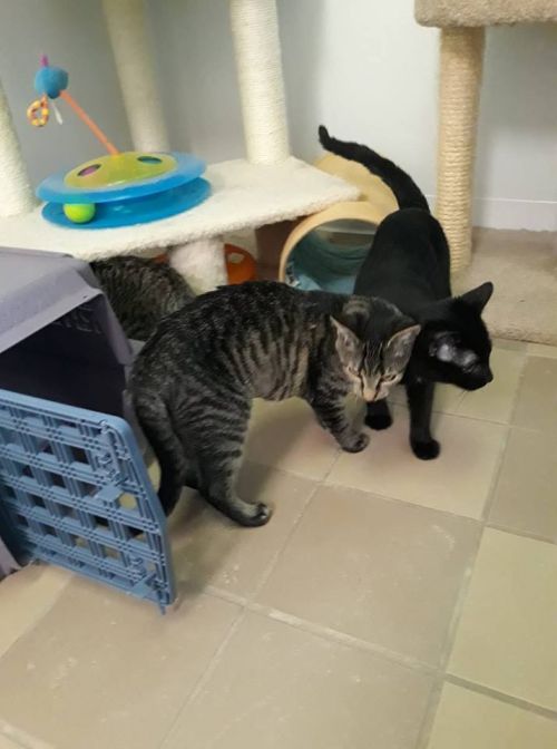 . McCall..One little punkin seeking home .