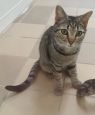 . McCall..One little punkin seeking home .