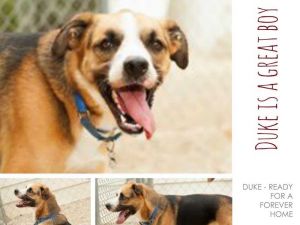. Duke .