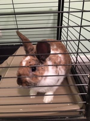 . Coco & Mocha .