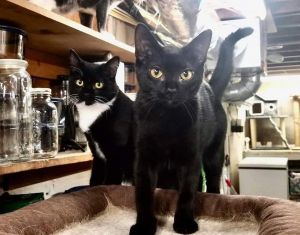 Photo of Desi & Roxy