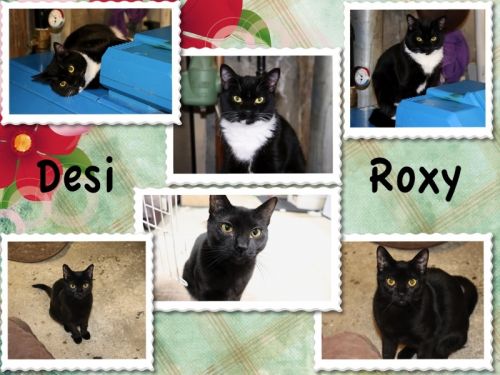 Photo of Desi & Roxy