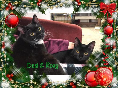 Photo of Desi & Roxy
