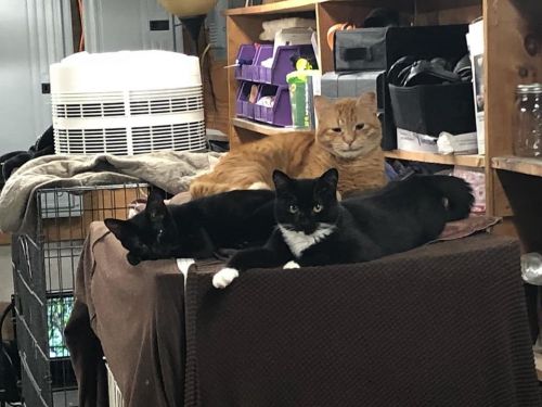 Photo of Desi & Roxy