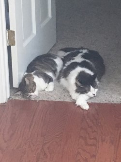 . Lilly and Mini .