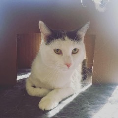 . PETEY .