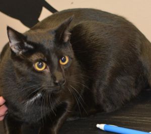 . Phillip is at Petco .