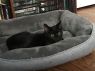 . Salem .