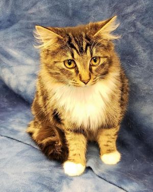 . Piers is at Petco .