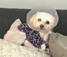 . ADOPTION PENDING - Paris .