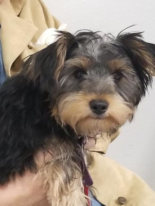 . Lulu .