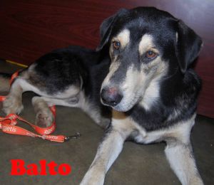 . Balto .