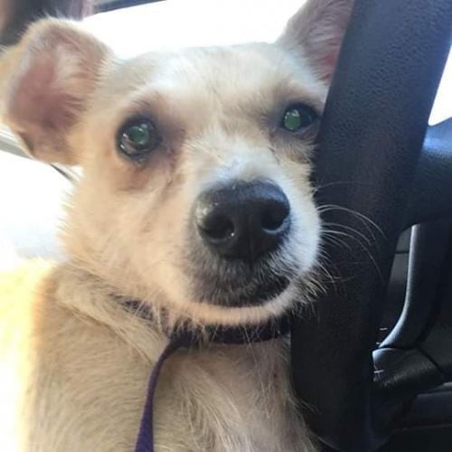 Photo of Buddy