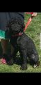 http://photos.petfinder.com/photos/pets/43215361/1/?bust=1541470934&width=60&-pnt.jpg