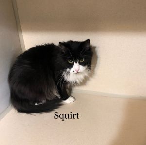 . Squirt .
